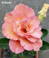 Sementes 2 pcs bolsa 100% verdadeira deserto heran￧a de rosa misto color coronsai em vaso de adenium obesum flor jardim planta absorver radia￧￣o2521