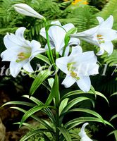 Exótico 200 PCs sementes de lírio de flor Lírio Lilium Flore fraco de aroma ao ar livre em vaso para o jardim de jardim de plantador de flores fácil de g313w