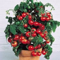 おしゃべり！ 300個ギリシャのトマト盆栽の種子ヒールームー甘い園芸植物非OGM野菜の発熱ホームガーデンプラント