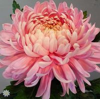 Großer Verkauf! 200 Pcs Novel Rainbow Chrysanthemum Flower, Chrysantheme mehrjährige Bonsai Blume Gänseblümchen Topfpflanze für Gartendekoration