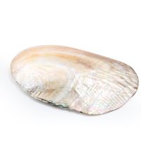 13 18 cm Natural Słodkowodne Pearl Shell Oyster Matka Pearl Nautical Home Decor Beach Clam Shell dla DIY Making Biżuteria Crafts H Bbymmmm