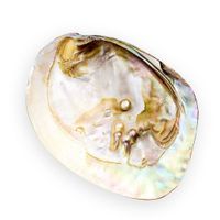 13 18cm Naturalne Słodkowodne Pearl Shell Oyster Matka Pearl Nautical Home Decor Beach Clam Shell Dla DIY Biżuteria Robienia Rzemiosło H H Bbyfej