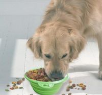 Katlanabilir Katlanabilir Silikon Köpek Kase Şeker Renk Açık Seyahat Taşınabilir Yavru Doogie Gıda Konteyner Besleyici Çanağı2021