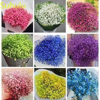 New Variety 100pcs Gypsophila Paniculata Seeds Garden Indoor Flowers Balcony & Courtyard Purifying Air Bonsai Plant The Budding Rate 95%