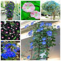 100pcs Morning Glory Flower Seeds for Bonsai Plants The Germination Rate 95% Purify The Air Absorb Harmful Gases Beautifying And Air Purification Garden Decorations