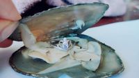 Charms Freshwater Fortune Oysters With Sterling Silver Gem Rings 925 Pearl Jewelry Treasure FP489