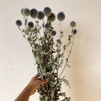 Fleurs d￩coratives couronnes 5pcs 22-40cmmnaturalement s￩ch￩es echinops sphaerocephalus arrangement art home mariage f￪te d￩coration fleur bouqu
