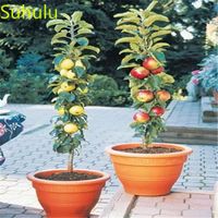 20pcs graines de citron jardin fleurs intérieurs balcon cour bonsai plante de haute qualité épouvantage et air purification