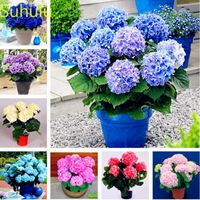 New Variety 20pcs Hydrangea Seeds Garden Indoor Flowers Balcony & Courtyard Purifying Air Bonsai Plant Goods For The Garden And Cottages