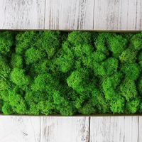 50g / sack hochwertige künstliche grüne pflanzen unsterblich gefälschte moos hause dekorative wand diy blume gras zubehör