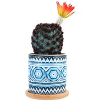 Flores decorativas coronas mini suculentas suculentas suculentas artificiales plantas falsas realistas cactus cactus
