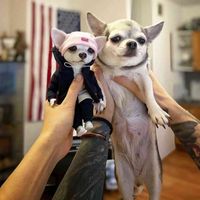 Niedliche modische Tier Mogwai Handgemachte Puppen von Valentina Gekova Chihuahua Sharpei Hundestatus Home Decor Figur Zubehör H1102