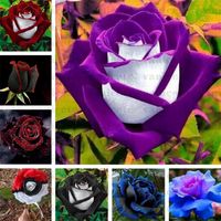 Bahçe Malzemeleri Siyah Gül Tohumları Kırmızı Kenar Ile, Nadir Renk Popüler Bahçe Çiçek Tohum Çok Yıllık Bush veya Bonsai Çiçek Ev Garde ZC142 Için