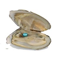 Bulk 100Pcs Paquete de vacío Oyster Wish Freshwater Pearl 6-8mm Color de la mezcla Oyster Oval Rice Pearls blue ZH001