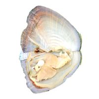 Charms Oysters Real Pearl Gift Individually Wrapped Vacuum Package 7-8mm Jewelry Shell CNT 66