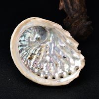Rare Natural Abulone Shell Specimen Chakra Decoración Meditación Reiki Regalo