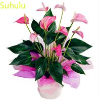 100pcs Anthurium Seeds Garden Flower Variety Complete Flower Bonsai Plant Alta qualità Beautifying e Purificazione dell'aria