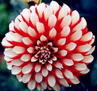 Garden Decorations 100pcs Dahlia Fresh Flower Seeds for Bonsai Plants Purify The Air Absorb Harmful Gases Decorative Landscaping Natural Growth Variety of Colors