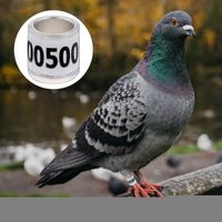 Other Bird Supplies 100Pcs Pigeon Foot Ring Birds Leg Rings Identification Bands