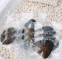 Atacado ostras com pérolas naturais tingidas dentro de ostras abertas em casa Ostras de pérola em embalagens de vácuo