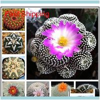 Otro Patio, Césped Home GardenTherOtros suministros 100 PCS Cactus exótico Japonés Suulentos Raros Flower Sements Bonsai Semillas Plantas de interior Perenn