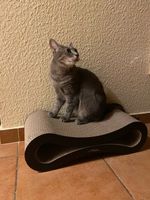 Cat Scratcher Lounge Fat Cat Bed Cortboard Paper Values ​​Cat Toy Toy Pad 220620