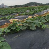 25m 0 6 2m de espesor 0 01 mm Agricultura Película negra Plantación de verduras Plantas de plástico Mulching Control de malezas