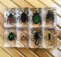 3D 곤충 표본 어린이 십대 컬렉션 과학 발견 장난감 거미 전갈 크리켓 차퍼 악취 버그가 발견 된 랜턴 플라이 클리어 수지