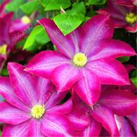 100 Pcs Clematis seeds Aerobic Potted Radiation Protection Variety of Colors Garden Supplies Purify The Air Absorb Harmful Gases Fast Growing Planting Season