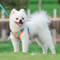 Dog Collars & Leashes Pet Harness Set Close Fitting Universa...