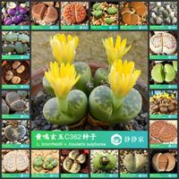 Umbrellas 50pcs 100%  Real Lithops Succulent Cactus ~Living Stones (S49-72)246Z306h