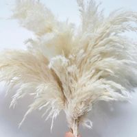Flores decorativas coronas de crema color crema de 60 cm hierba espeluznante seca seca interior decoración natural de la sala de estar decoración de sala de estar regalos
