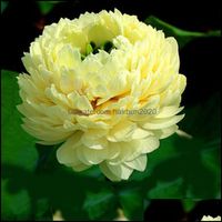 Other Garden Supplies Patio Lawn Home Bonsai Lotus/Water Lily Flower/Bowl-Pond Lotus Seeds/Light Golden Decoration Plant 10Pcs F136 Drop
