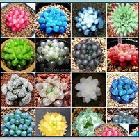 100pcs Potted Succulents Fleshy Shining Green Plants Flower Seed Lithops Pseudot 