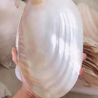Charms Freshwater Pearl Oyster Shell Big Natural For Party Show Large Sea Shells Home Decor Pearls/Beads Container ABG038Charms