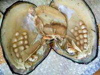 10pcs Vacuum- packed Oysters Natural Freshwater Multicolor Pe...