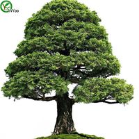 サイプレスの木の種の木の種の高い生存率盆栽の果実の種子植物植物50pcs W012