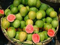 30 Stück Psidium Guajava Samen Granatapfelfrucht Samen Wild Passivlora Mollissima Samen, Obstsamen für Hausgarten Kann essen
