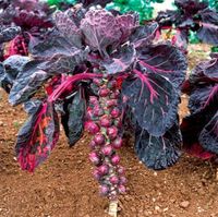free ship Purple Thousand-headed brussels sprouts cabbage mini vegetable seed - plant grow * bonsai home planted Organic