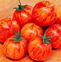 100 шт. Высокие урожайности Tigerella редкие помидоры семена бонсай органические овощные фрукты семя, в горшечное растение для дома Главарден