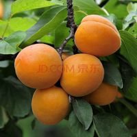 Großhandel 100% authentische Aprikosensamen Samen Blumensamen Seltene Pflanzen, Bonsai Bio-Samen 5 stücke D58