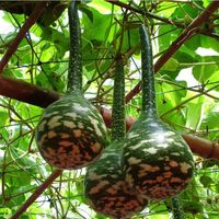 Original Pacote 6 Sementes / Embalagem, Cucurbita Pacto, Swan Gourd Seeds, Varanda Plantas em vasos, Jardim Ornamental Fruit Sementes