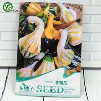 Graines de citrouille Bonsai Garden Plantez les graines de légumes biologiques non-OGM 8 pcs R023