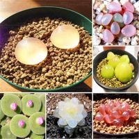100 Pz Rare Succulente Semi, Pseudotruncatella Living Stone Lithops Semi Mix Indoor Perenne Angiosperm Mini Bonsai Pianta Garden Decor
