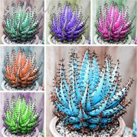 50 Seeds bag Colorful Cactus Aloe Seed Mix Exotic Flower Cac...