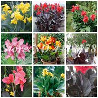 400個/バッグ種子エキゾチックなカンナユリの植物屋外屋内盆栽鉢植えの多年生の観賞用の花の植物が簡単