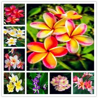 100 piezas Plumeria en maceta de Bonsai Frangipani hawaiano Lei rara flor exótica EggFlower perfecto jardín del color DIY de plantación