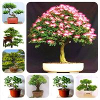 20 pcs / planta do arco-íris julibrissin Acácia Albizia Bonsai belas plantas da flor da árvore Pot para Casa Garden