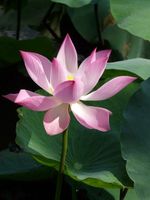 5 ПК Семена смешанная миска лотос цветочный аквариум вода лилия Аккориос Растение Бассейн Цветок бонсай для садового декора 99% прорастания 302 м