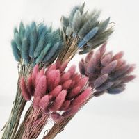 30pcs / lot Gradiente Lagurus ovatus secas naturales conejo cola de flores del ramo de la boda de la decoración del hogar césped real Flores